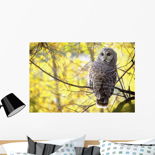 Barred Owl Wall Mural