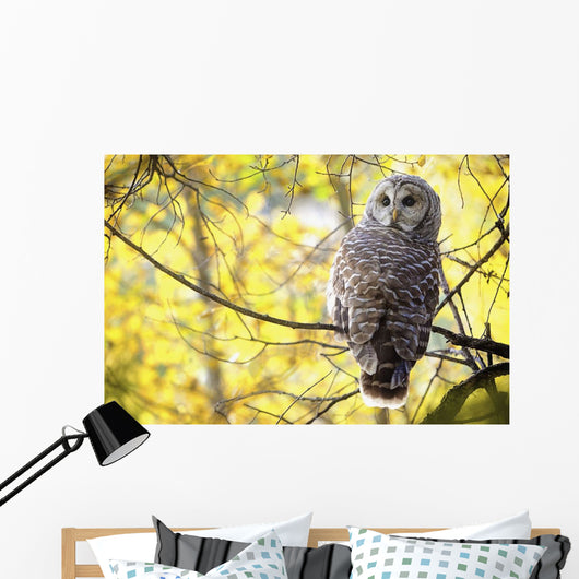 Barred Owl Wall Mural