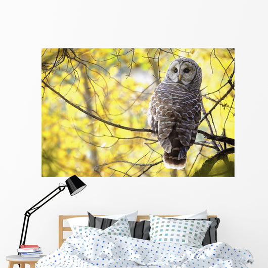 Barred Owl Wall Mural