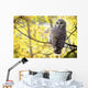 Barred Owl Wall Mural