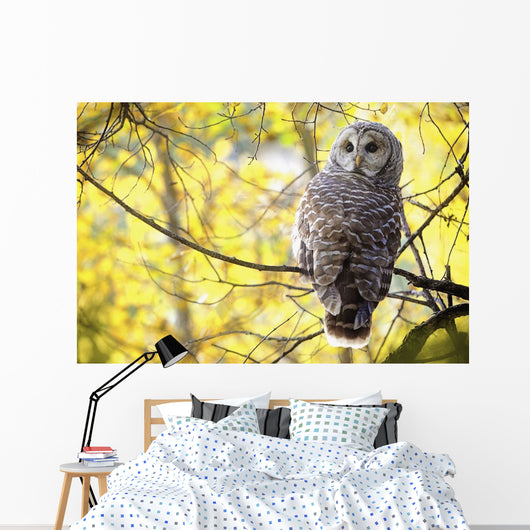 Barred Owl Wall Mural