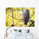 Barred Owl Wall Mural