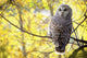 Barred Owl Wall Mural
