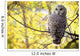 Barred Owl Wall Mural