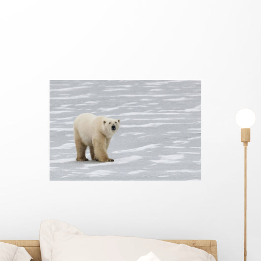 A Polar Bear Walking On The Frozen Hudson Bay Wall Mural