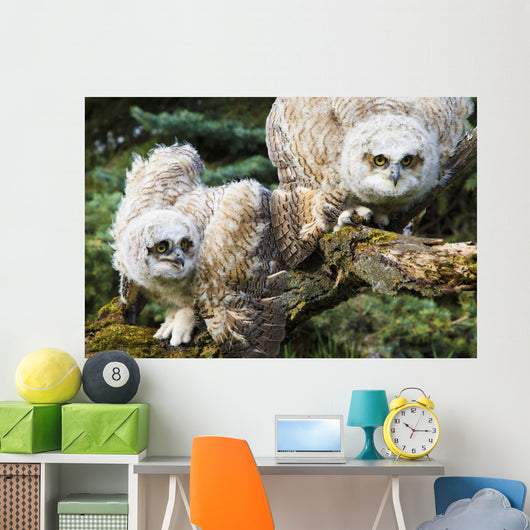 Baby Great Horned Owls Wall Mural