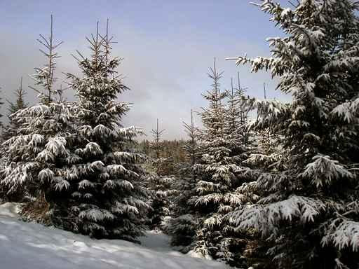 Winter Wall Decal Design 4