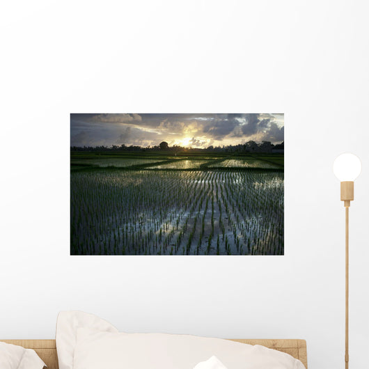 Rice Fields Near Ubud Wall Mural