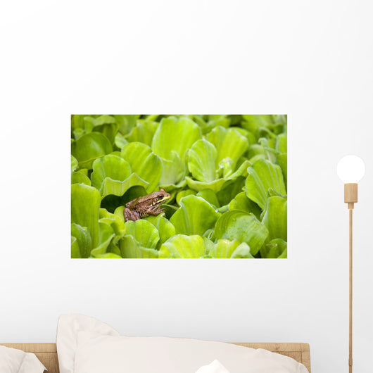 Leopard Frog Perching On Water Lettuce Wall Mural