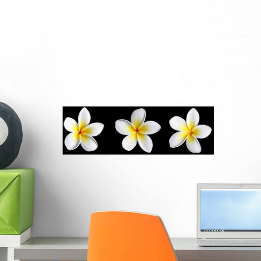 three frangipani on black Wall Mural