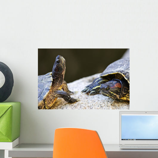 Red eared slider turtles Wall Mural