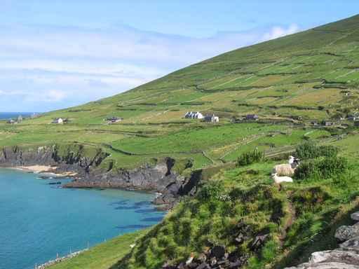 Coastal Ireland Sheep Wall Decal