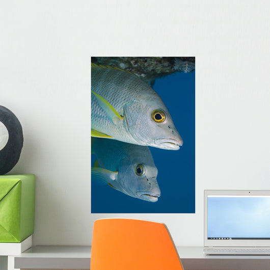 Caribbean, Netherlands Antilles, A pair of Cubera Snapper Wall Mural
