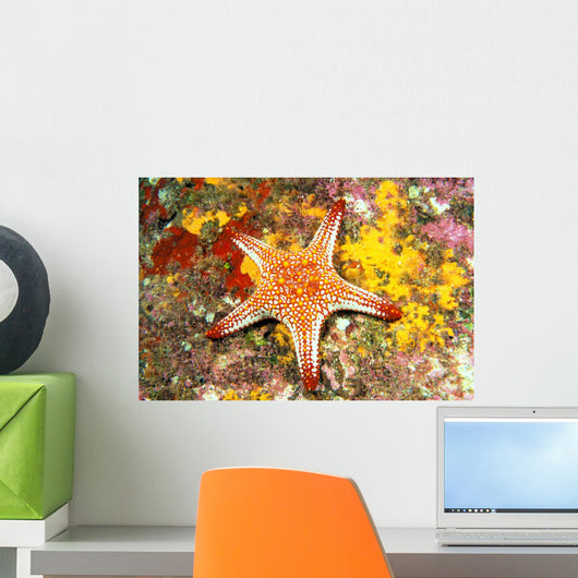 Mexico, Gulf sea star on colorful coral Wall Mural