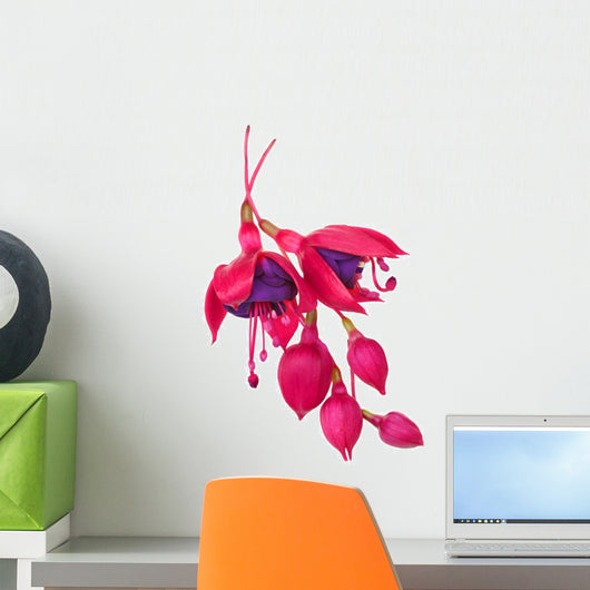 fuschia flower (fuschia hybrida) Wall Decal