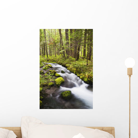Still Creek In Mount Hood National Forest Wall Mural