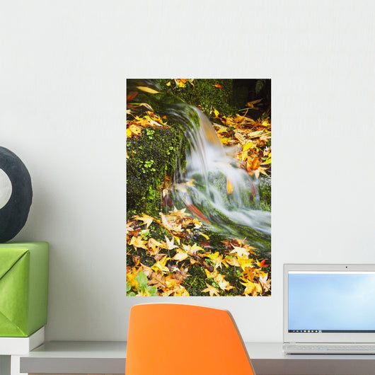 Leaves In Autumn Colours At Crystal Springs Gardens Wall Mural