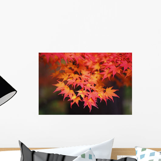 Autumn colours;Portland oregon united states of america Wall Mural