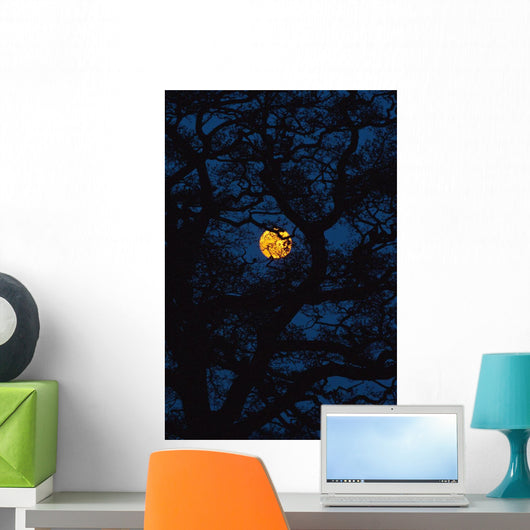 Moon Rising Behind Old Oak Tree, Petersfield, Hampshire, Uk Wall Mural