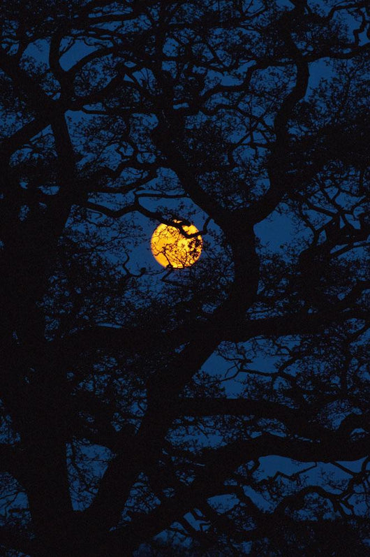 Moon Rising Behind Old Oak Tree, Petersfield, Hampshire, Uk Wall Mural