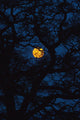Moon Rising Behind Old Oak Tree, Petersfield, Hampshire, Uk Wall Mural