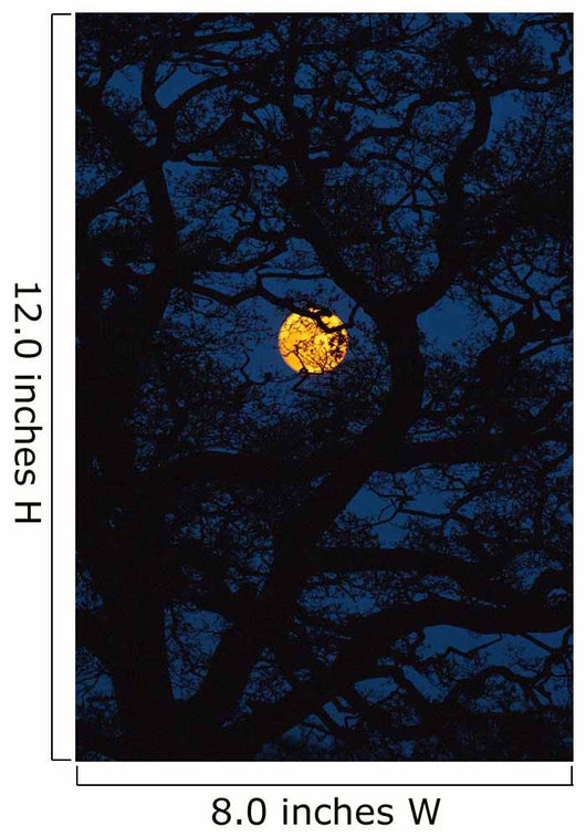 Moon Rising Behind Old Oak Tree, Petersfield, Hampshire, Uk Wall Mural