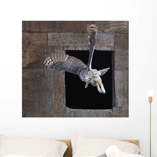 Great Horned Owl Flying Out Of An Old Barn Window Wall Mural