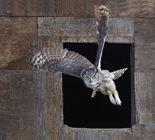 Great Horned Owl Flying Out Of An Old Barn Window Wall Mural