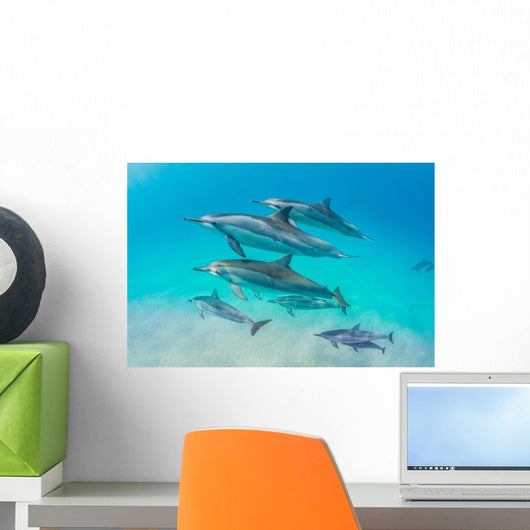 Dolphin Pod Swimming Wall Decal