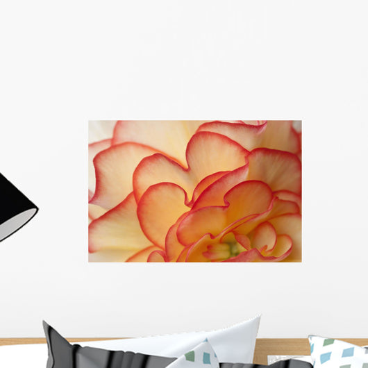 Macro View Of Begonia Petals, Girdwood, Southcentral Alaska, Summer Wall Mural