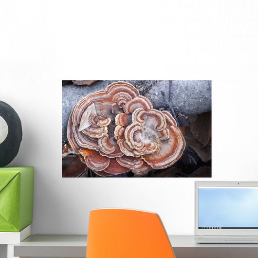 Close Up Of Shelf Fungus, Chugach State Park, Southcentral Alaska Wall Mural