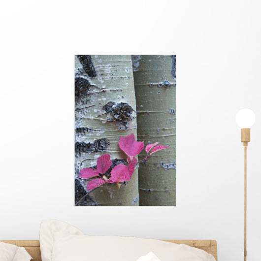 Close Up, Cranberry Leaves Against Aspen Tree Wall Mural