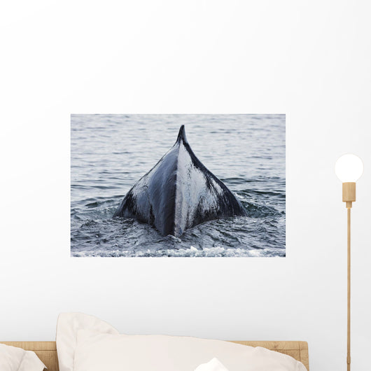 The Humped Back And Fin Of A Humpback Whale As It Dives To Feed Wall Mural