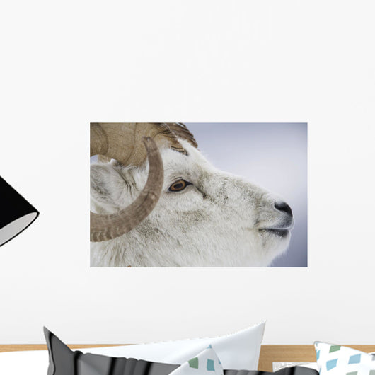 Portrait Of Large Ram During Winter Near Sheep Mountain Wall Mural