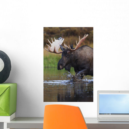 Bull Moose Walks Through A Pond In Denali National Park Wall Mural