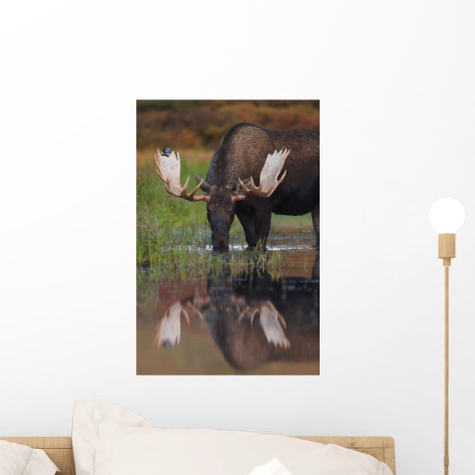 Bull Moose Walks Through A Pond In Denali National Park Wall Mural
