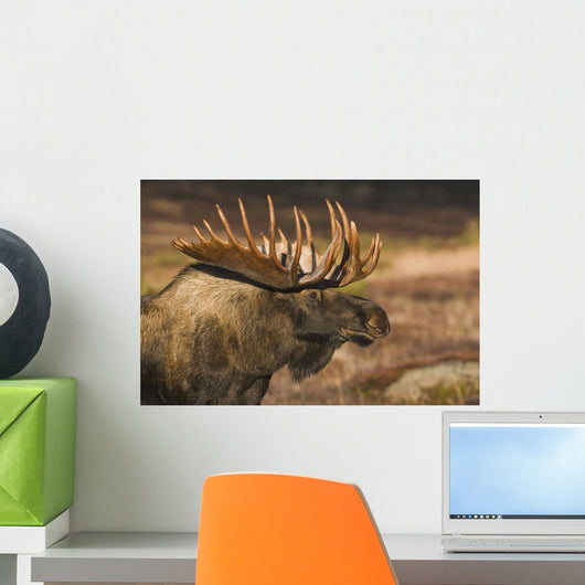 Bull Moose Profile At Sunrise Along Powerline Pass Wall Mural