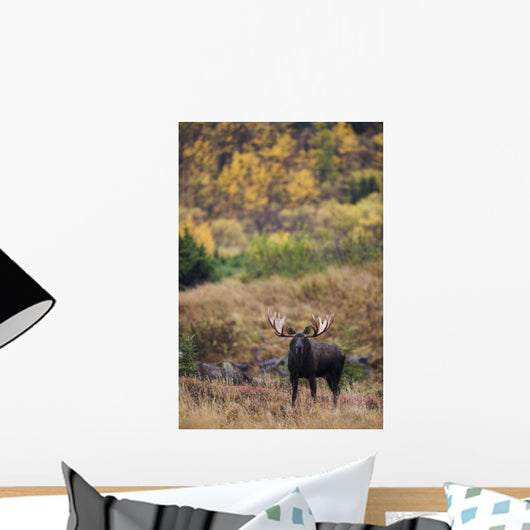 Moose Bull Standing Alert Wall Mural