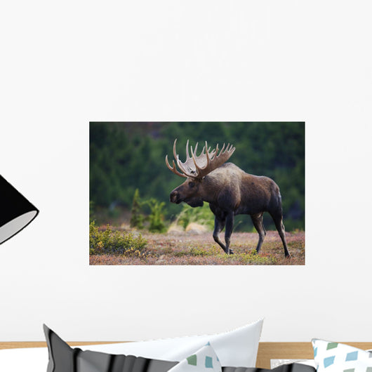 Moose Bull Walking On Autumn Tundra During Rut Wall Mural