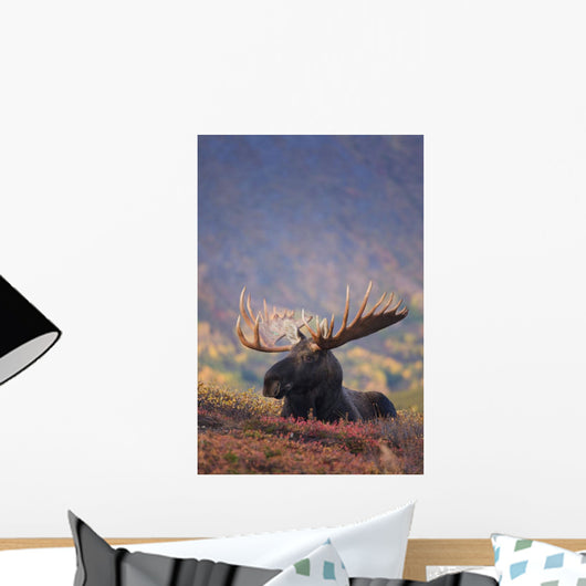 Bull Moose Bedded Down During Autumn Wall Mural