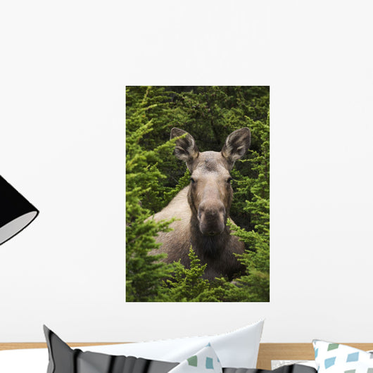 Moose Cow Moose Bedded Down Amongst Hemlock Boughs Wall Mural