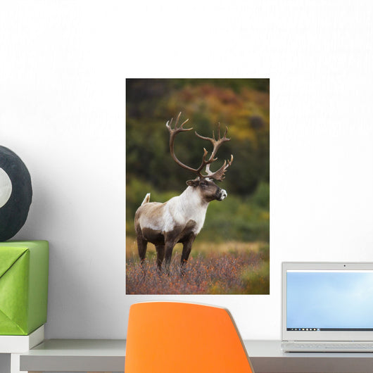 Bull Caribou On Autumn Tundra In Denali National Park, Interior Alaska Wall Mural