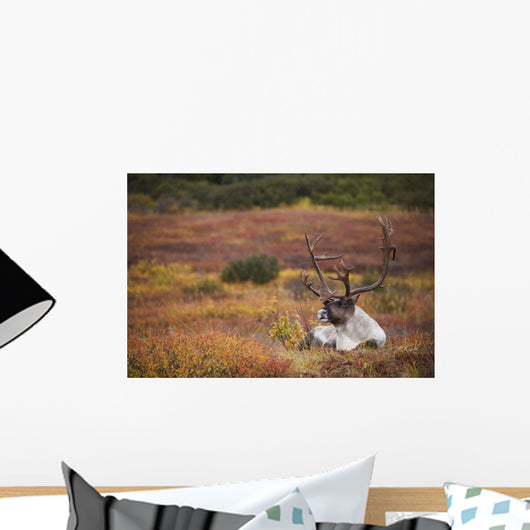 Bull Caribou Bedded On Autumn Tundra In Denali National Park Wall Mural