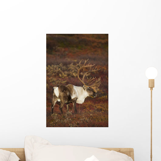 Bull Caribou On Autumn Tundra In Denali National Park, Interior Alaska Wall Mural