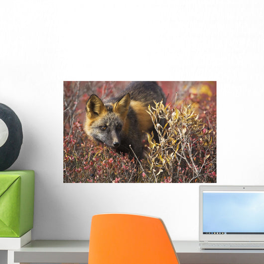 Cross Fox, Blueberry And Willow Shrubs Wall Mural