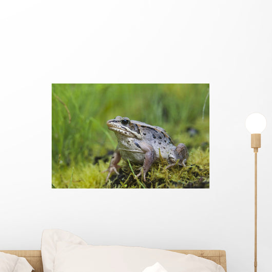 Wood Frog On The Copper River Delta During Summer, Southcentral Alaska Wall Mural
