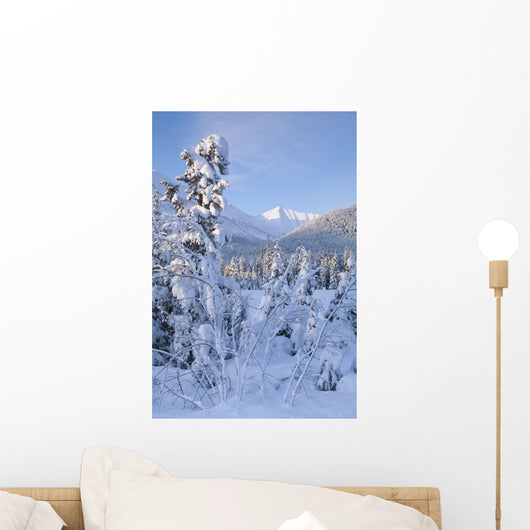 Winter Scenic Of Snowcovered Spruce Trees And The Chugach Mountains Wall Mural