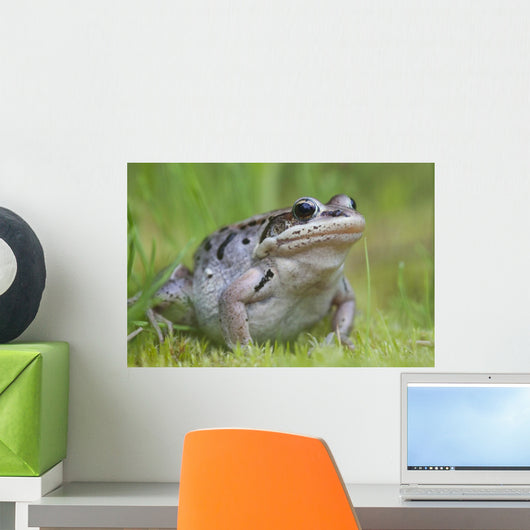 Wood Frog On The Copper River Delta During Summer, Southcentral Alaska Wall Mural