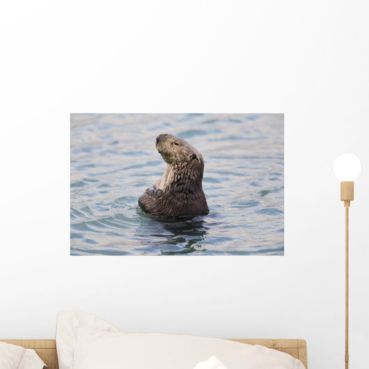 Sea Otter With Arms Crossed Floats Upright In Prince William Sound Wall Mural
