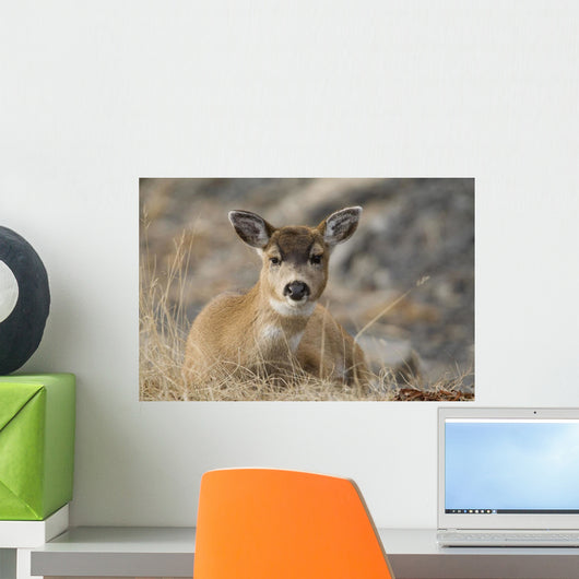 Close Up Of A Sitka Black-Tailed Doe Bedded Down During Winter Wall Mural